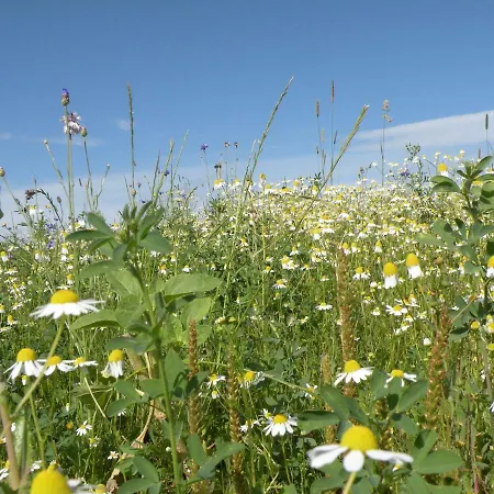 Tranquil Holiday In Houffalize With Barbecue